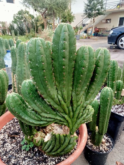 Cacto San Pedro cristata / monstruos
