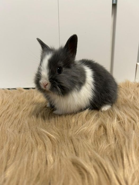 Samiczka Karzełek Teddy