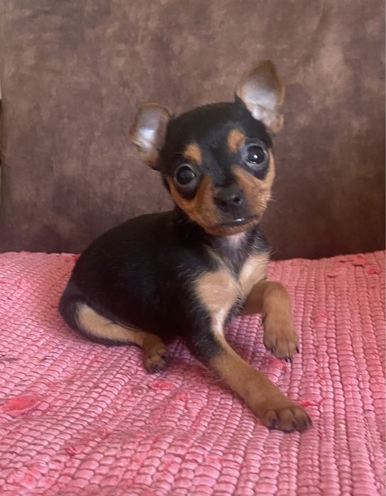 Малесеньке сонечно