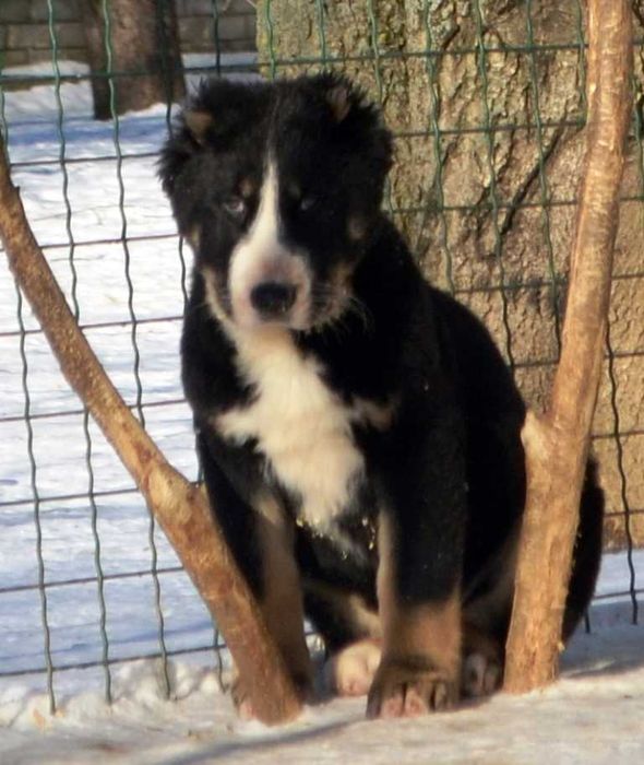 Красивый кобель среднеазиатской овчарки редкого окраса!