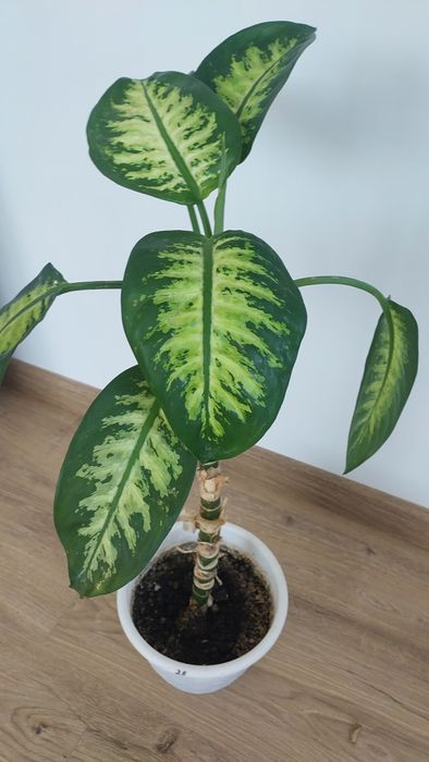 Дефінбахія прекрасна