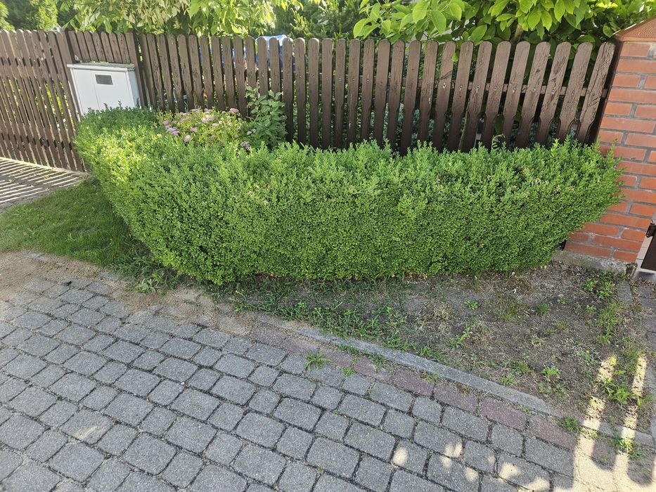 Bukszpan  Odbiór własny