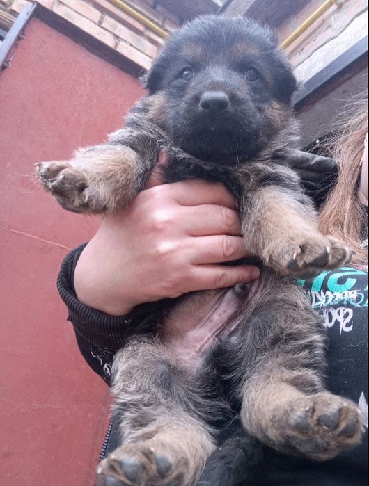 Продам цуциків Німецької вівчарки