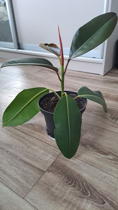 Кімнатна рослина Фікус