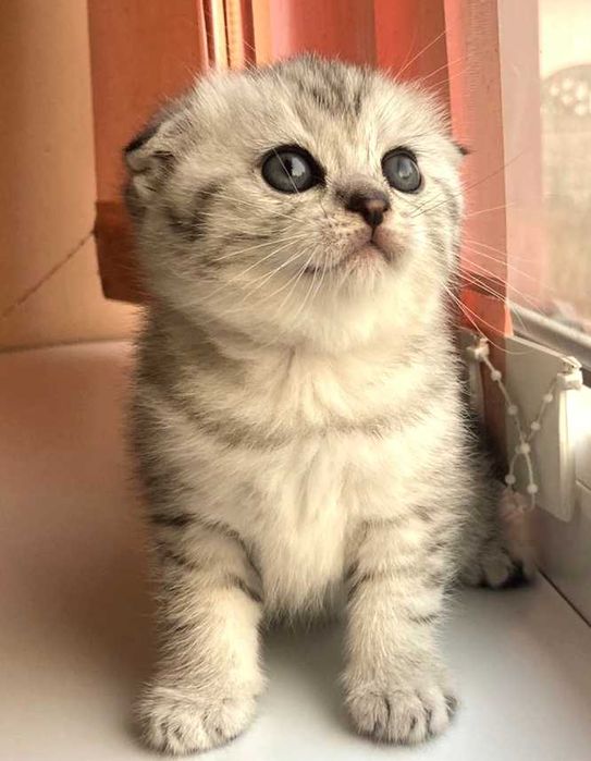 Шотландські кошенята