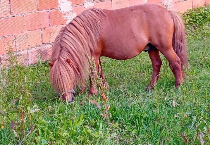 Vendo pônei inteiro