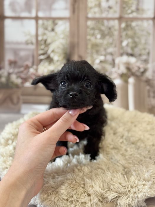 Кому черненьку собачку , щенки от любви