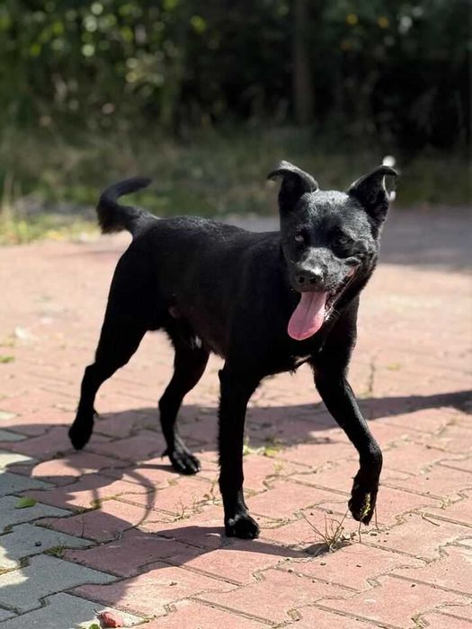 Pies Nr 253/25 BRUTUS Schronisko Chorzów PsiKot