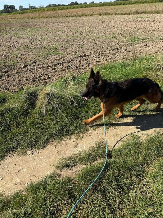 Suczka w typie ONka Halyna