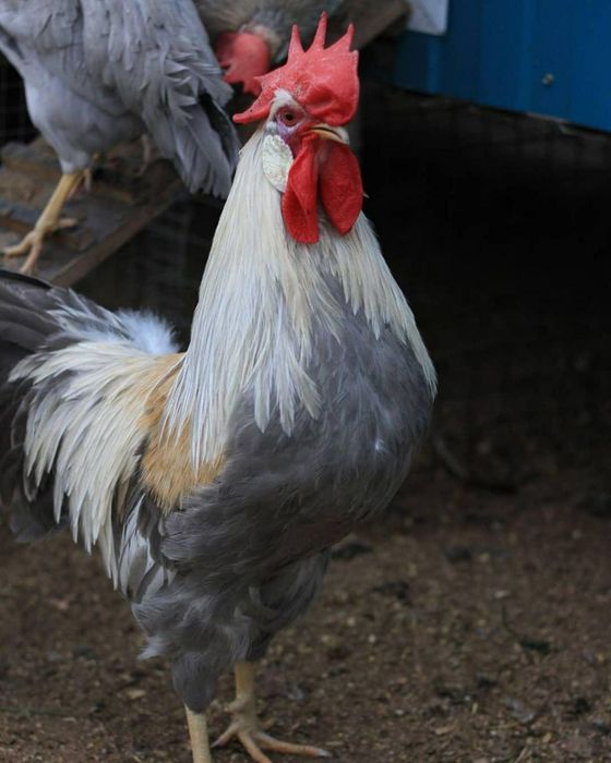 Яйця на інкубацію легорн Ізабелла