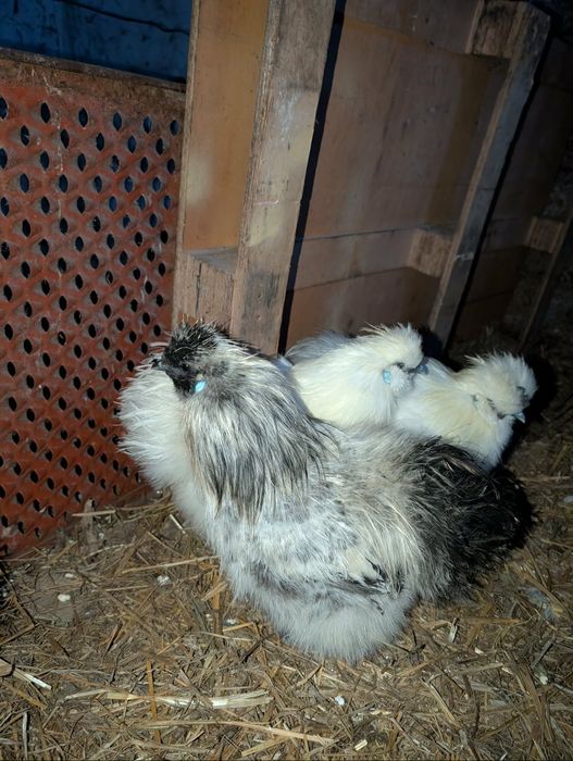 Kogut  ozdobny Silka