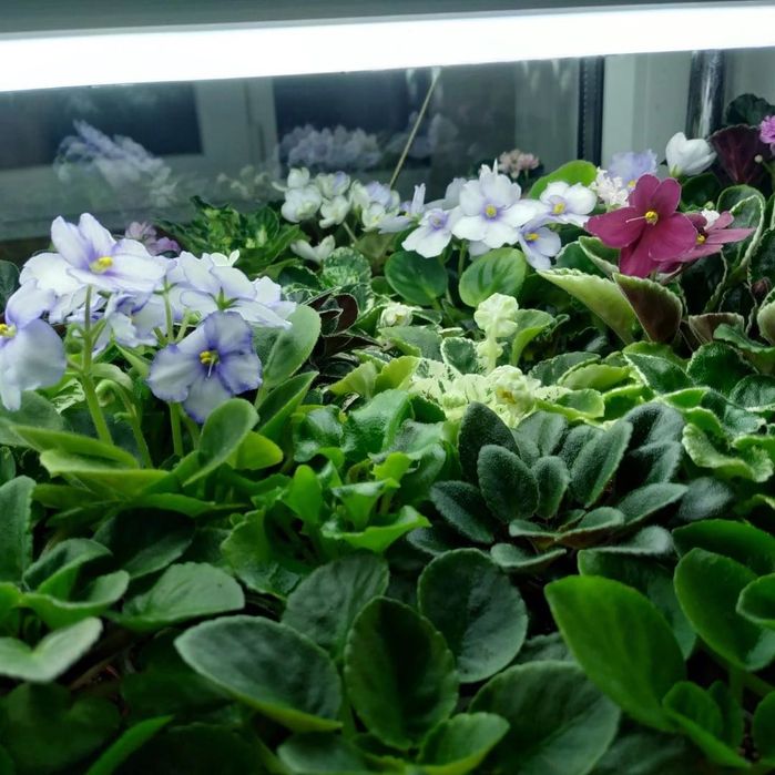 Сортовые фиалки: стандарты, мини, полумини, детки, стартеры, цветущие.