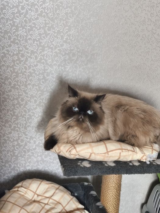 Перс гімалайський