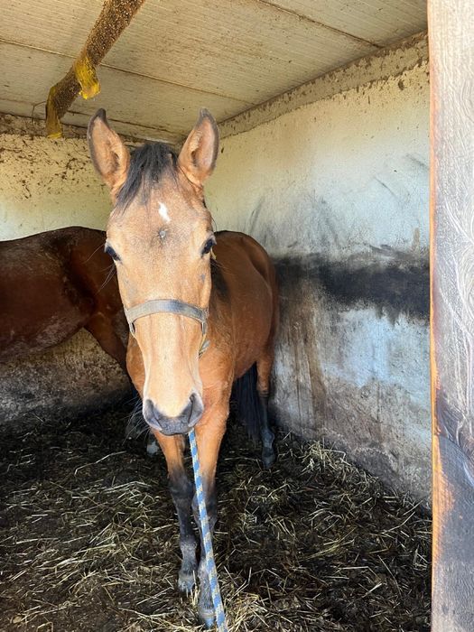 Lusitana  pais puris