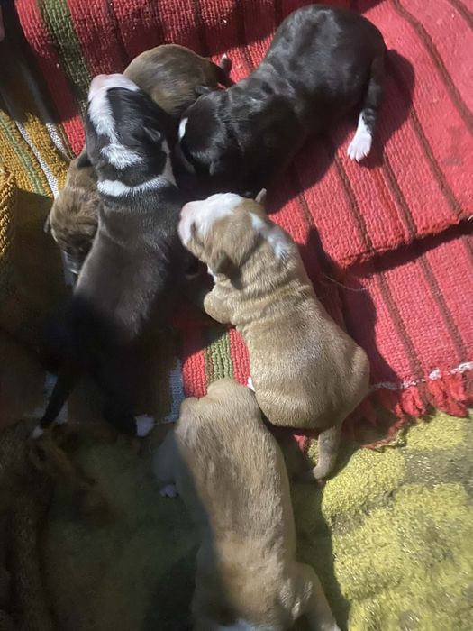 Цуценята Амстаффа Бронь !