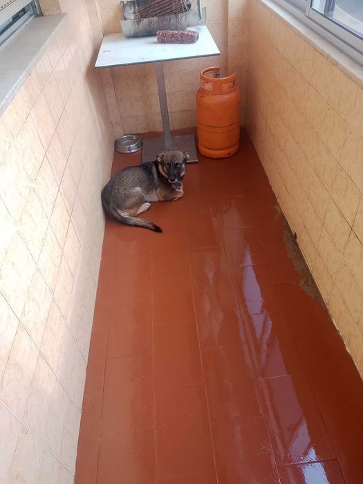 Dou uma cadelinha