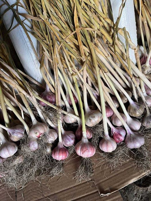 Часник  домашній