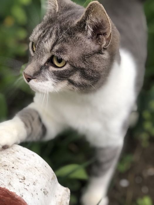Котик подросток Бантик) кот котик котенок кошки коты