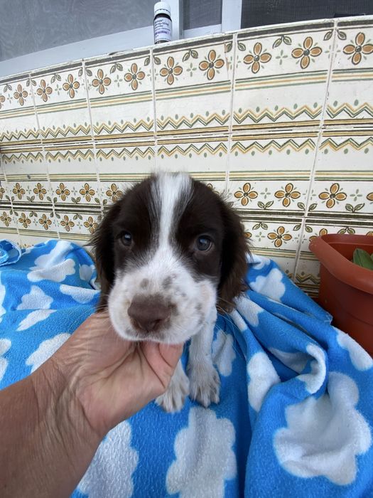 Lindo bebe springar spaniel
