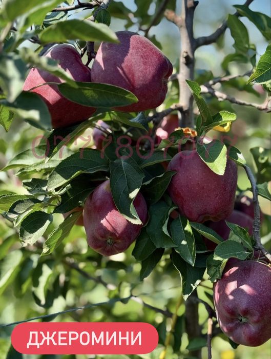Яблука Садженці Слива Персик Айва Никтарин Саженці  Груша Инжир