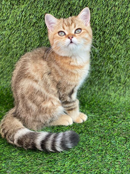 British golden shorthair