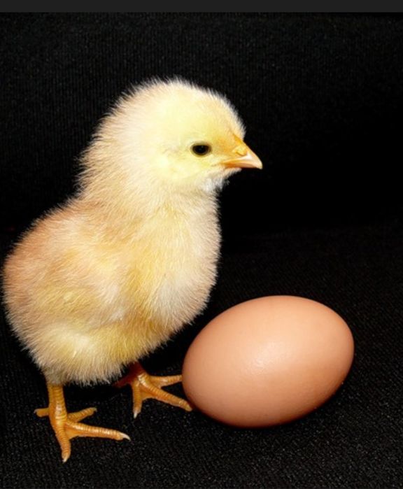 Інкубаційгі яйця ФОКСІ ЧІК