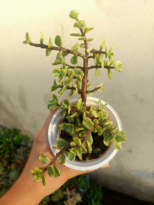 Suculentas variadas 3,5€/ cada