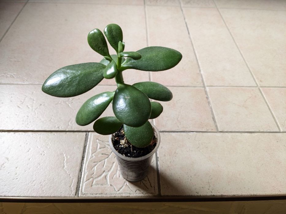 Продам різні сукуленти