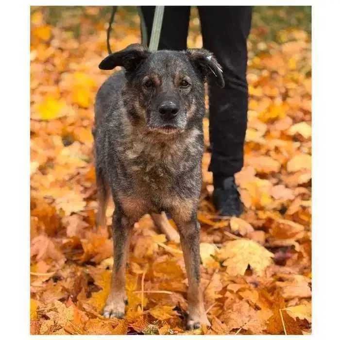 Пес ищет семью и дом