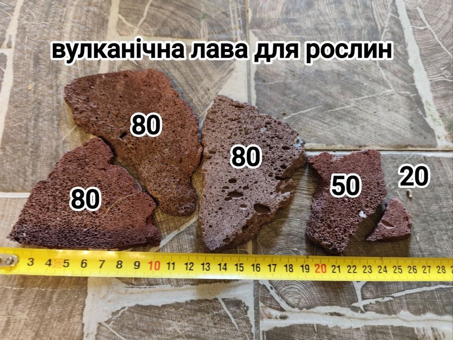 Валіснерія швидкоросла для легкого біобалансу в акваріумі