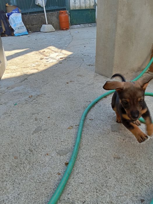 Animais para doação