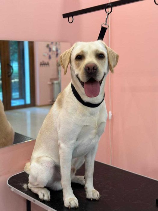 Вязка лабрадор кобель