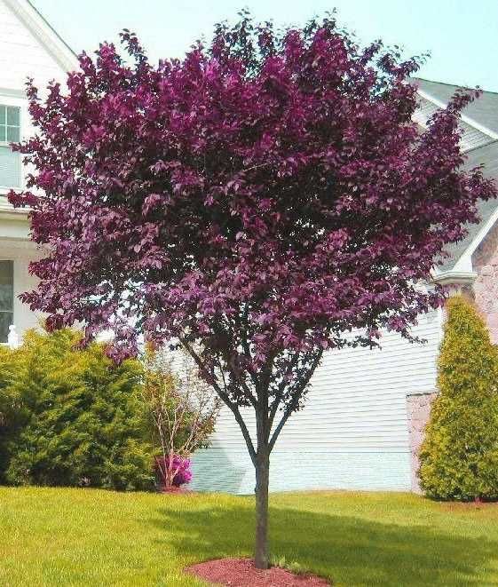 Śliwa wiśniowa Pissardii szczepiona na pniu