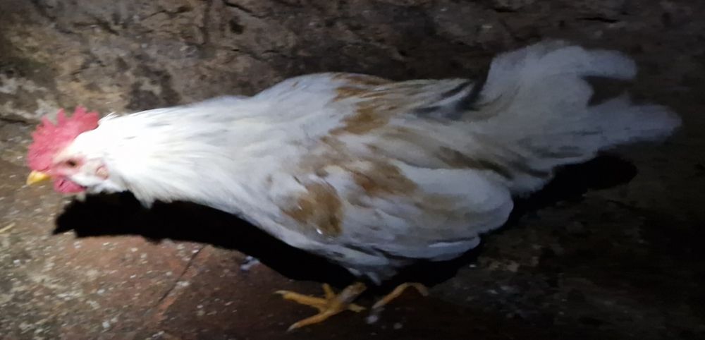 Troco 2 Galos  "Chines" Garnize por frangas ou galinhas por ovos