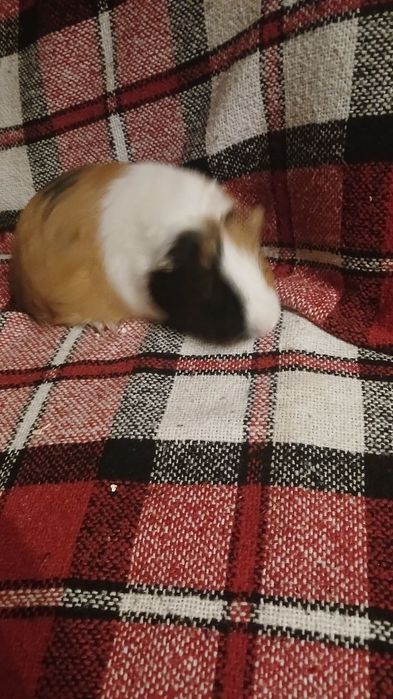 Морські свинки безкоштовно