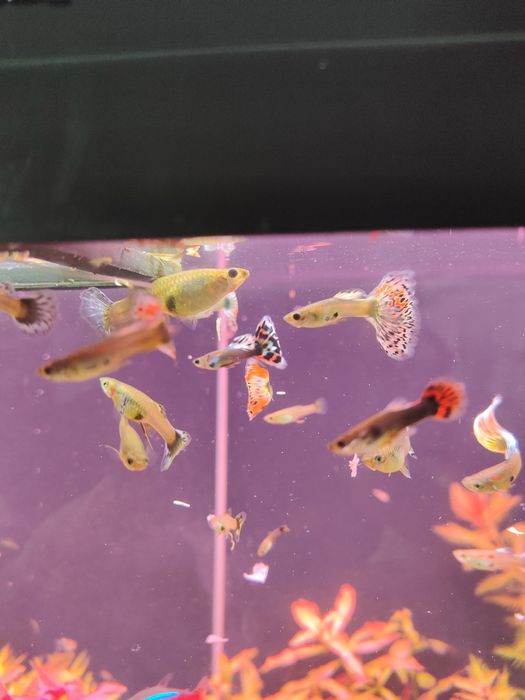 Gupik gupiki weloniaste pawie oko bardzo ładnie ubarwione GRATIS