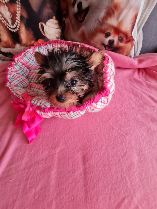 Yorkshire mini minisuper top