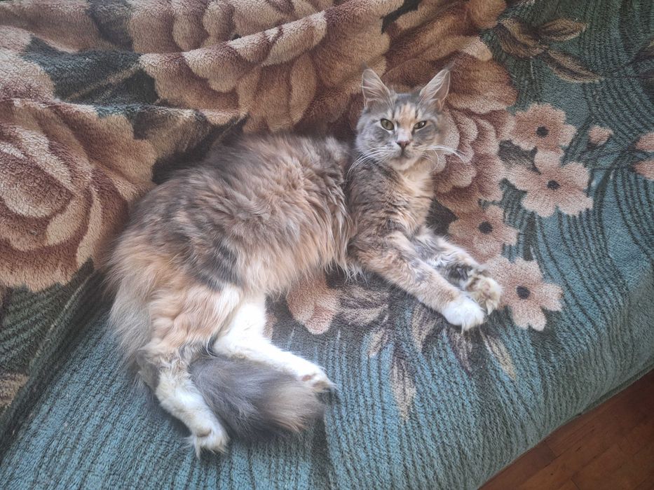 Продається 1.5 місяця дівчинка  сама їстьна лоток ходить