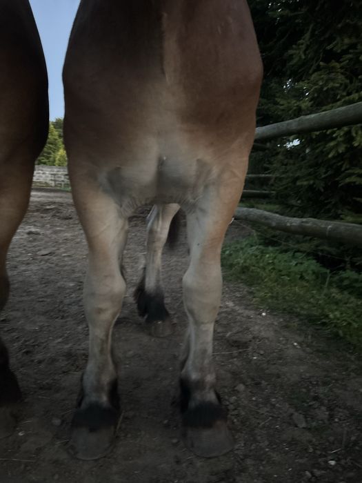 Sprzedam klacz zimnokrwistą