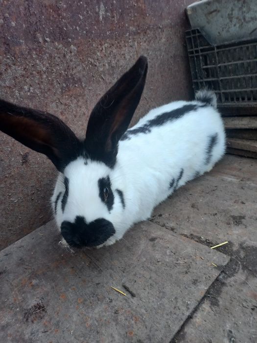 Молоді самки, породи строкач