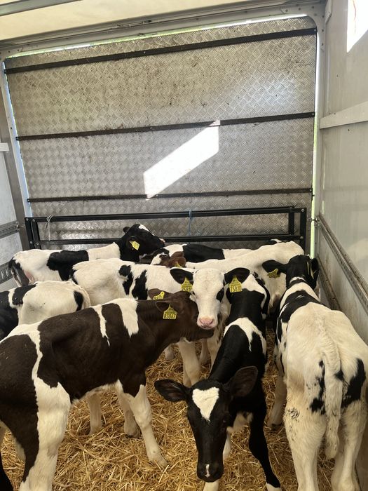 Sprzedam byczki i jalowki