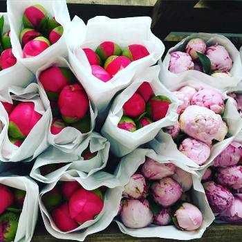 Півонія з гуртового складу