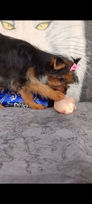 Дівчинка йоркширського тер'єра