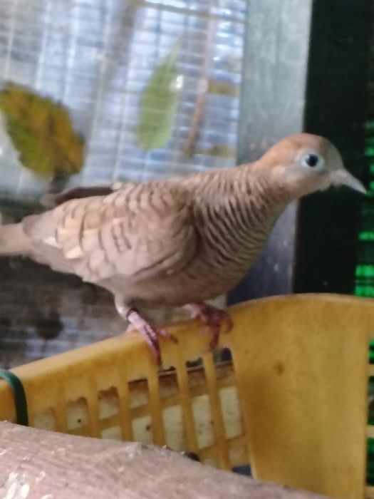 Casal de rolas Zebra plácida de cor canela de 2025