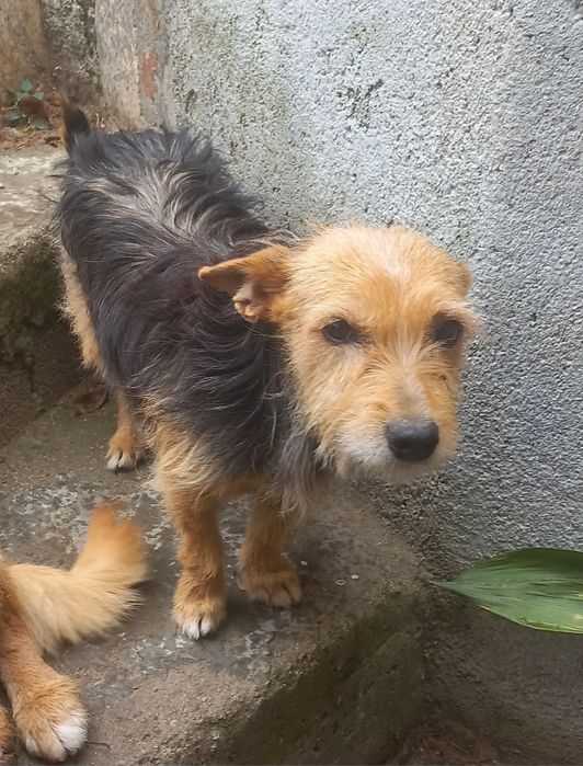 Dois cães e uma gata para doar