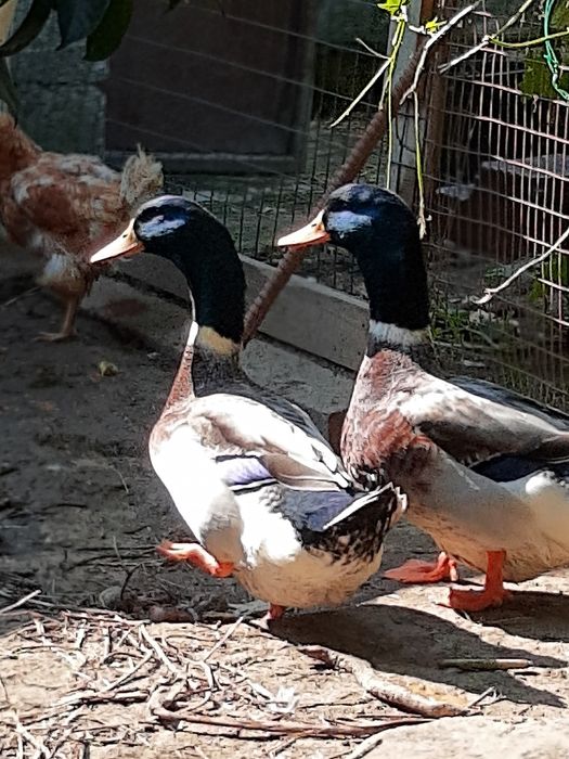 Ovos de pata Ruan galados