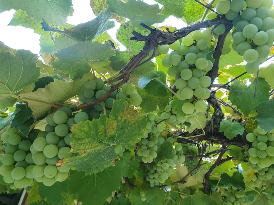 Winogrona jasne na wino lub do jedzenia