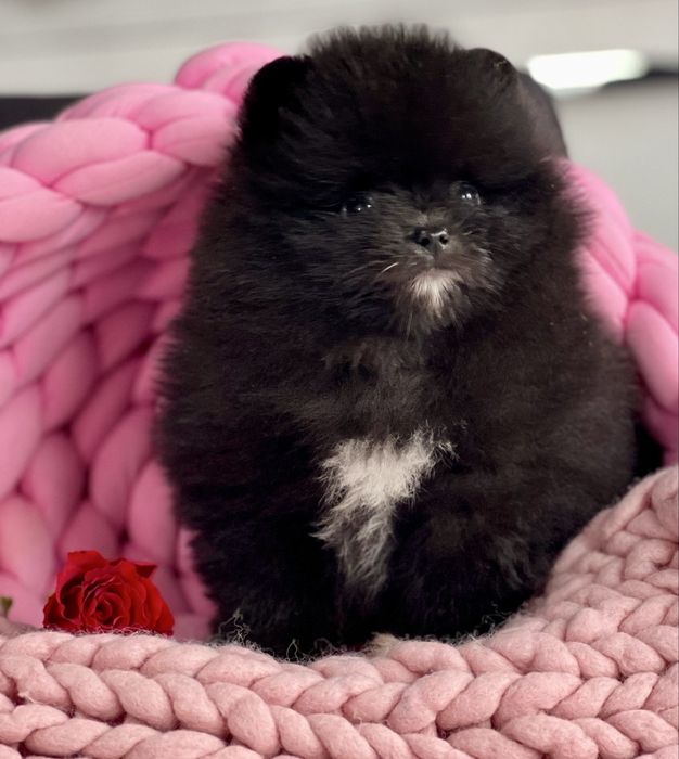 ***Szpic Miniaturowy,Pomeranian-cudowna puchata sunia***