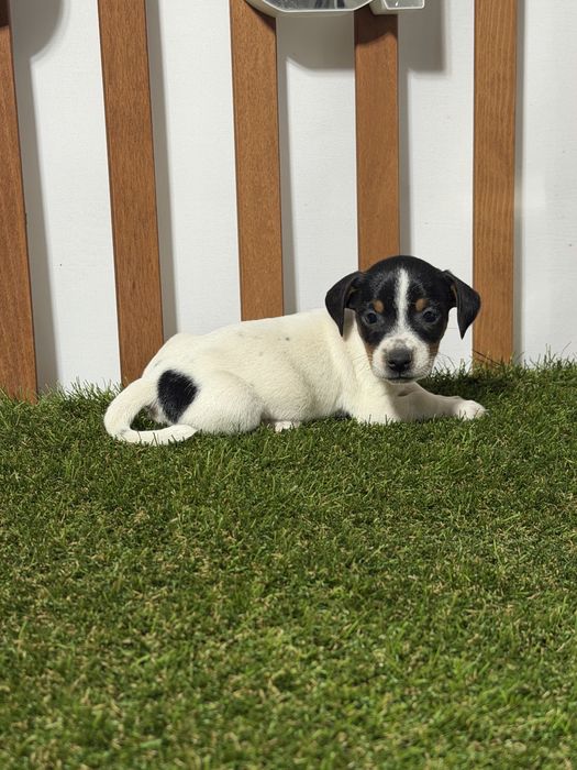 Jack russell terrier