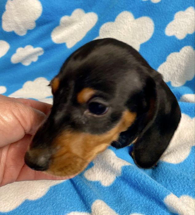 Teckel caninchen ou cao salsicha